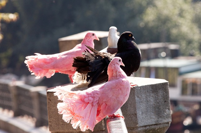 教练组的策 教练组的策